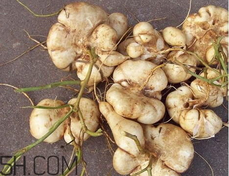 土瓜的用途(土瓜的作用) 土瓜的用途(土瓜的作用)