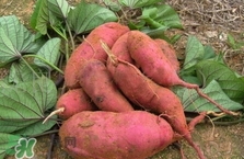 地瓜多久能熟,地瓜什么时候成熟?