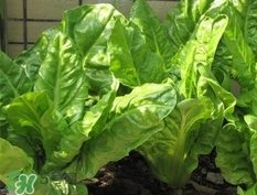 猪婆菜图片,猪婆菜又叫什么菜