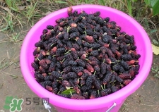 桑葚干和什么泡水喝效果好,桑葚干和什么泡水喝好