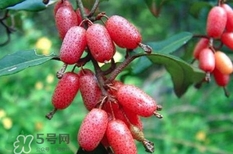 羊剥皮好吃还是带皮好吃,羊奶皮有营养吗