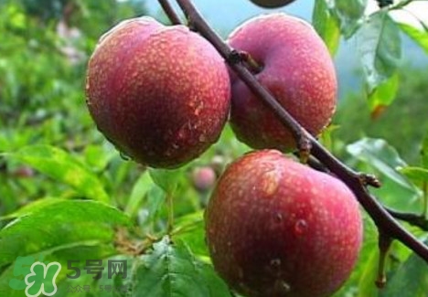 三华李什么时候种植最好,三华李什么时候种植