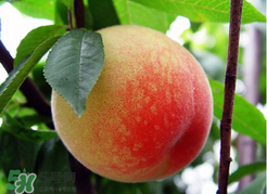 桃子为什么不能多吃?,桃子能多吃吗?