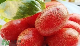 羊奶果怎么种植,羊奶果怎么种植技术 羊奶果怎么种植,羊奶果怎么种植技术