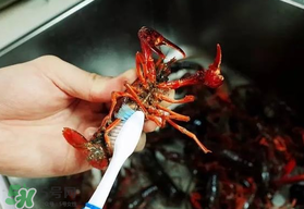 野生小龙虾能吃吗,野生小龙虾的生存环境