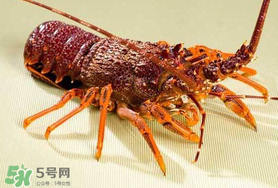 野生龙虾的做法大全,野生龙虾的做法