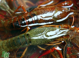 野生龙虾怎么捕捉,野生小龙虾的捕捉方法