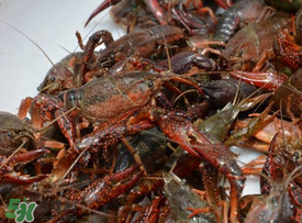 怎样钓小龙虾,野钓小龙虾秘诀