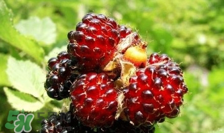 空心泡孕妇能吃吗,孕妇可以吃泡菜吗 空心泡孕妇能吃吗,孕妇可以吃泡菜吗