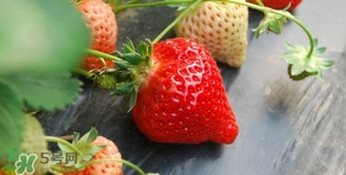 野草莓和草莓有什么区别,野草莓和草莓的区别 野草莓和草莓有什么区别,野草莓和草莓的区别