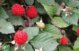 蛇莓和野草莓的区别图片,蛇莓和野草莓的区别 蛇莓和野草莓的区别图片,蛇莓和野草莓的区别