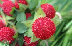 蛇莓有没有毒,蛇莓有毒吗? 蛇莓有没有毒,蛇莓有毒吗?