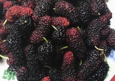 桑葚干的功效和作用泡水喝的功效,桑葚干的功效和作用禁忌
