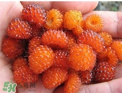 覆盆子是水果吗,覆盆子是什么果子 覆盆子是水果吗,覆盆子是什么果子