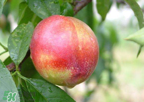 油桃和什么榨汁好喝,桃子和什么榨汁好喝 油桃和什么榨汁好喝,桃子和什么榨汁好喝