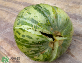 香瓜可以重茬种植吗,怎么种香瓜结果最多