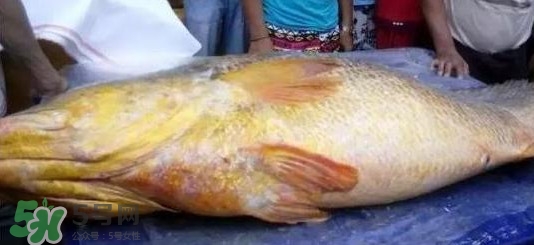 金钱鳘鱼胶如何辨别真假,正宗金钱鳘鱼胶图片