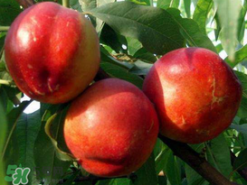 香蕉怎么做好吃的?,油酥香蕉怎么做好吃 香蕉怎么做好吃的?,油酥香蕉怎么做好吃