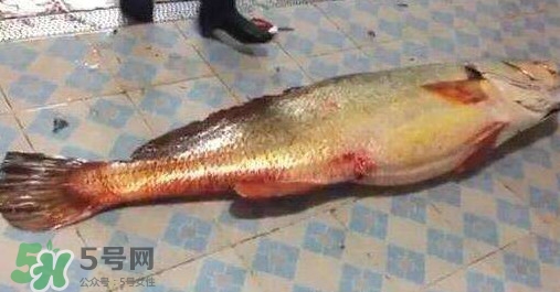 金钱鳘是什么鱼,金钱鳘是什么东西