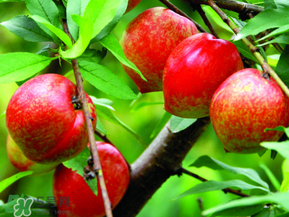 什么是发物的食物有哪些,什么是发物