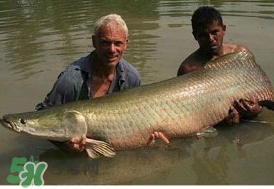 人工养殖黄唇鱼,野生黄唇鱼