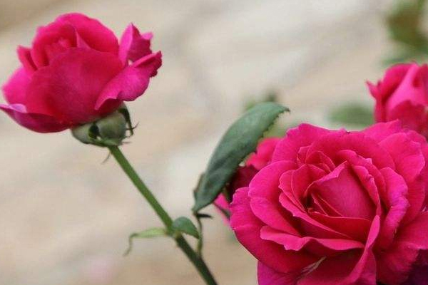 女性如何预防肾炎,女人如何预防肾炎 女性如何预防肾炎,女人如何预防肾炎