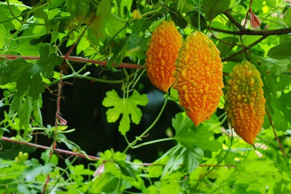 小儿咽喉炎的表现症状(小儿咽喉炎有哪些症状表现) 小儿咽喉炎的表现症状(小儿咽喉炎有哪些症状表现)