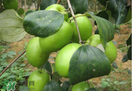 澳佳宝ve面霜孕妇可以用吗(澳佳宝ve霜孕妇不能用) 澳佳宝ve面霜孕妇可以用吗(澳佳宝ve霜孕妇不能用)