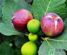 无花果怎么吃下奶效果好,无花果炖什么下奶最快