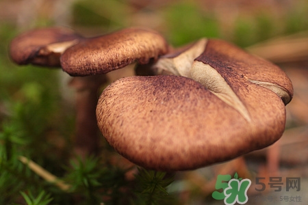 产妇吃香菇的做法,香菇产妇可以吃吗?怎么做好