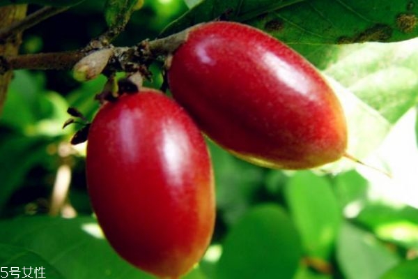 吃神秘果有什么好处呢(神秘果吃了有什么作用)