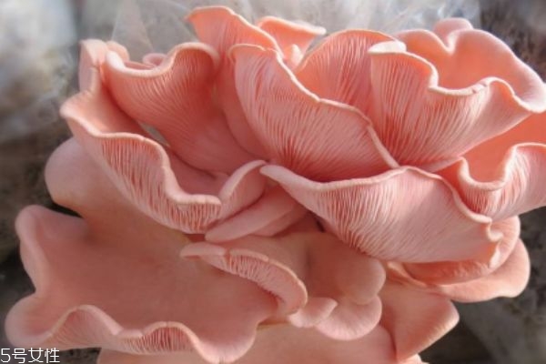 红平菇的市场价格是怎么样的呢(红平菇多少钱一斤)