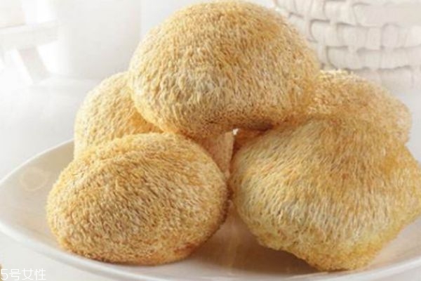 猴头菇生长在什么环境里呢(猴头菇的生长环境) 猴头菇生长在什么环境里呢(猴头菇的生长环境)