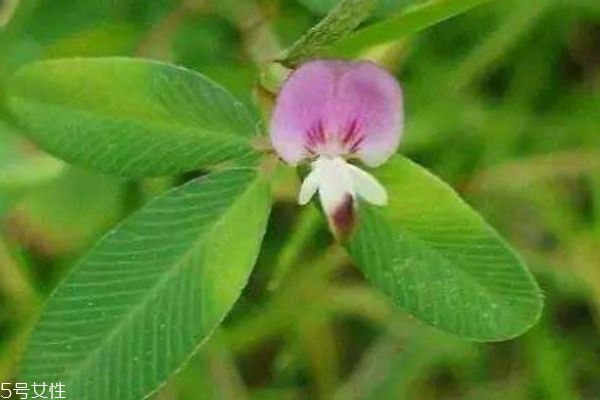 鸡眼草生长在什么环境里呢(鸡眼睛植物) 鸡眼草生长在什么环境里呢(鸡眼睛植物)