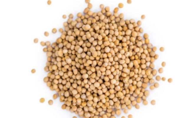 孕妇可以吃白芥子吗(孕妇可以吃白芥子吗)