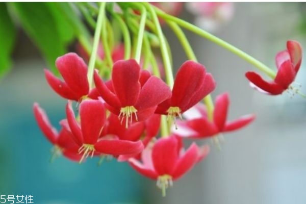 使君子的只要产地是哪里呢(使君子产地在哪里) 使君子的只要产地是哪里呢(使君子产地在哪里)