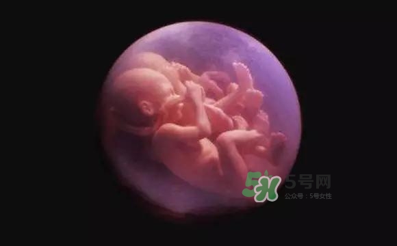 生孩子多胞胎,产下多胞胎