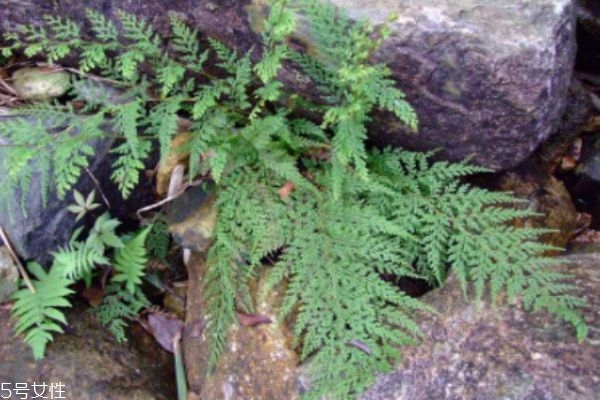 乌韭生长在什么环境里呢(韭黄的生长环境)