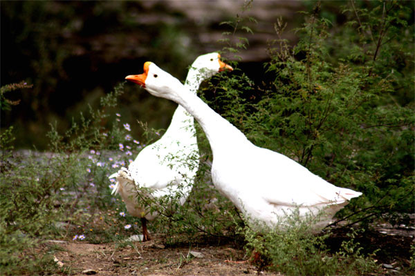 动物内脏哪些人适合吃(动物内脏哪些人适合吃)