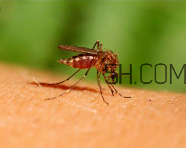 宝宝被蚊虫叮咬怎么处理,婴儿蚊子咬了怎么办