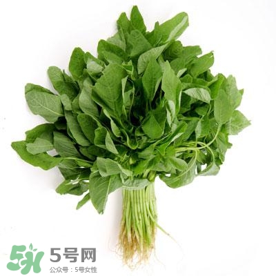 宝宝吃的青菜,宝宝不能吃什么青菜 宝宝吃的青菜,宝宝不能吃什么青菜