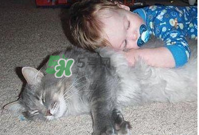 被猫抓伤有什么后果,被猫抓伤有事吗 被猫抓伤有什么后果,被猫抓伤有事吗