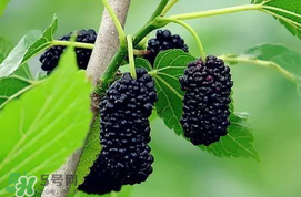 2岁宝宝能吃桑葚吗,两岁以内的小孩能吃桑葚吗