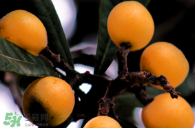 枇杷怎么给宝宝吃,枇杷的做法大全 枇杷怎么给宝宝吃,枇杷的做法大全