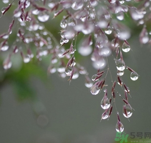 寒露出生的人命运,寒露出生的女孩是什么命