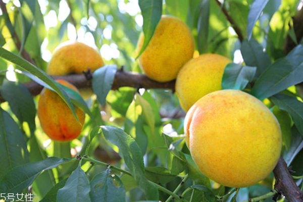 小孩能吃黄桃吗,黄桃怎样吃最好吃