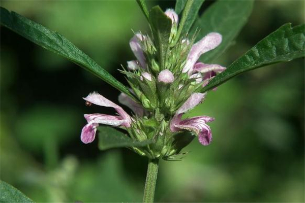 喝益母草要注意什么(喝益母草要注意什么)