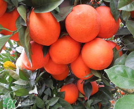 脐橙和血橙的区别,脐橙和血橙哪个营养价值高 脐橙和血橙的区别,脐橙和血橙哪个营养价值高