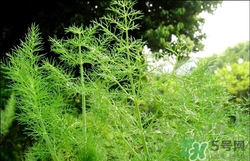 茴香苗的禁忌有哪些,茴香苗的功效作用以及使用禁忌