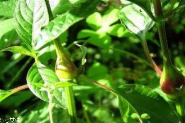 血通菜的主要价值是什么呢(血通菜学名叫什么)